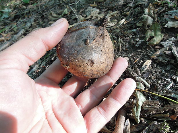 hviezdovka vlasatá Geastrum melanocephalum (Czern.) V.J. Staněk