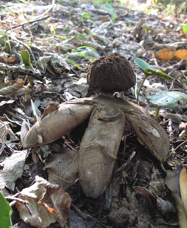 hviezdovka vlasatá Geastrum melanocephalum (Czern.) V.J. Staněk