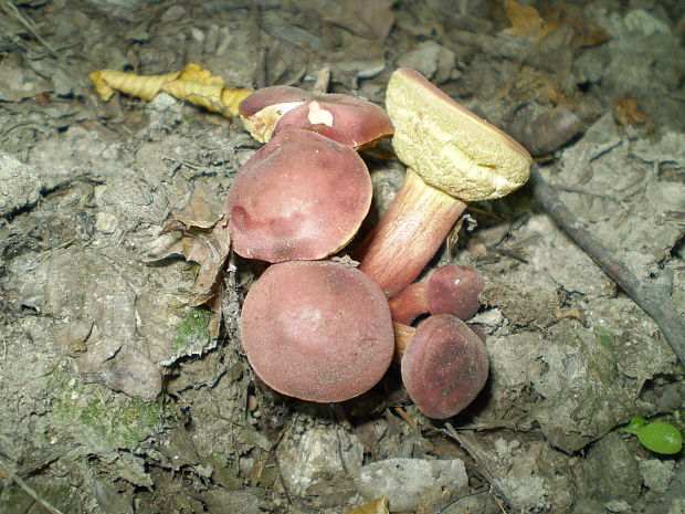 suchohríb karmínový Hortiboletus rubellus (Krombh.) Simonini, Vizzini & Gelardi