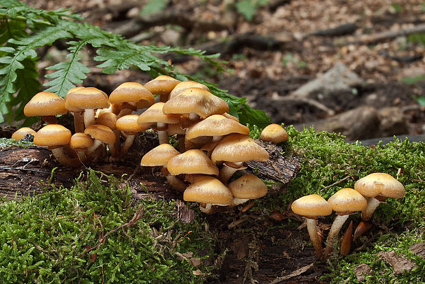 šupinačka menlivá Kuehneromyces mutabilis (Schaeff.) Singer & A.H. Sm.