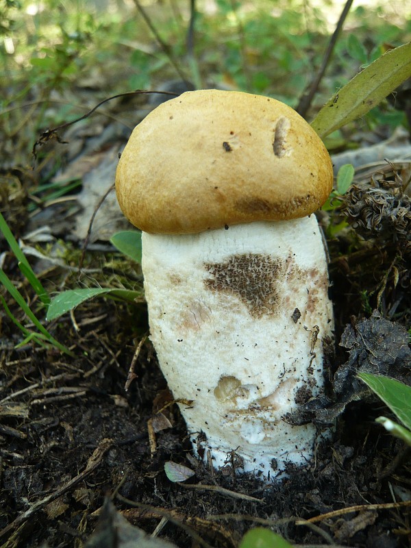 kozák osikový Leccinum albostipitatum den Bakker & Noordel.