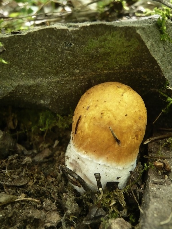 kozák osikový Leccinum albostipitatum den Bakker & Noordel.