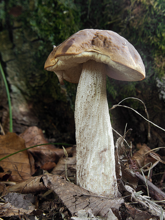 kozák hrabový Leccinum pseudoscabrum (Kallenb.) Šutara