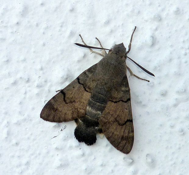 lišaj marinkový Macroglossum stellatarum