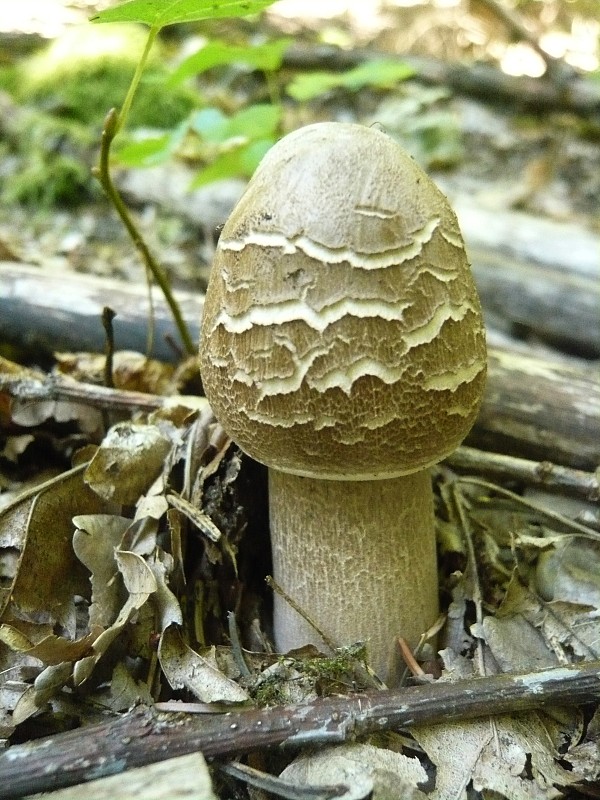 bedľa vysoká Macrolepiota procera (Scop.) Singer