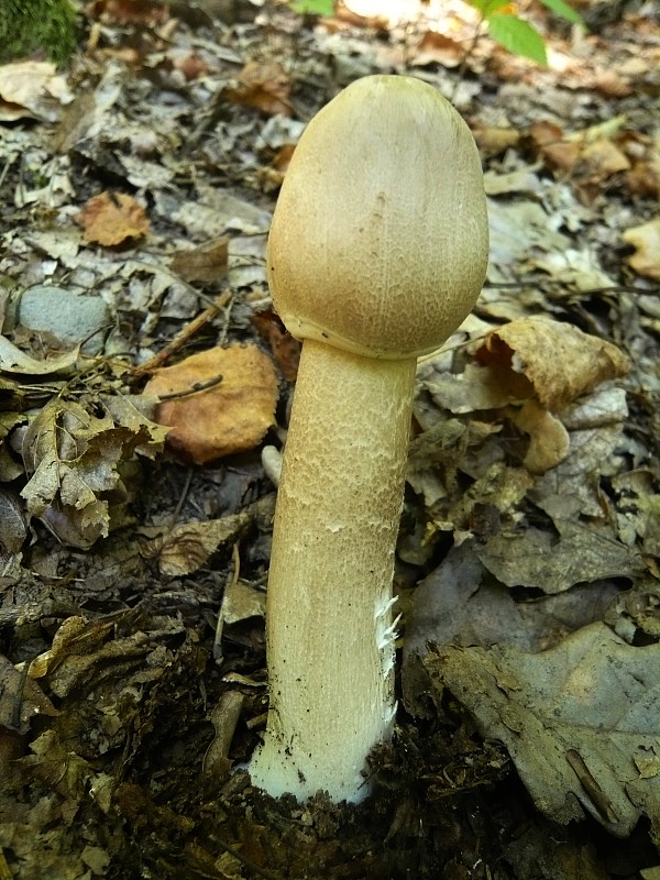 bedľa vysoká Macrolepiota procera (Scop.) Singer