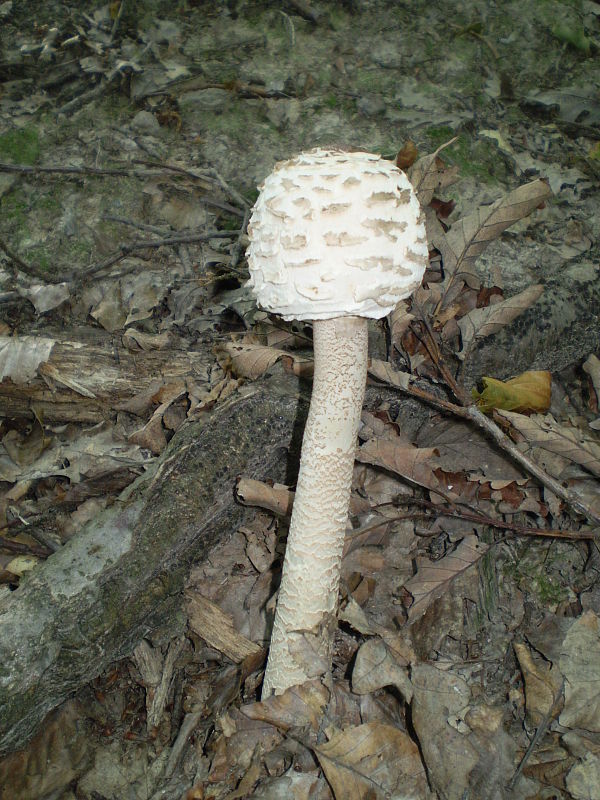 bedľa vysoká Macrolepiota procera (Scop.) Singer