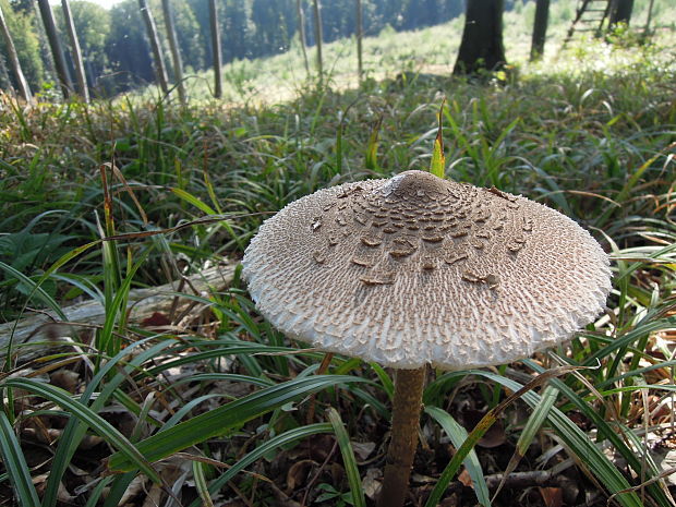 bedľa vysoká Macrolepiota procera (Scop.) Singer