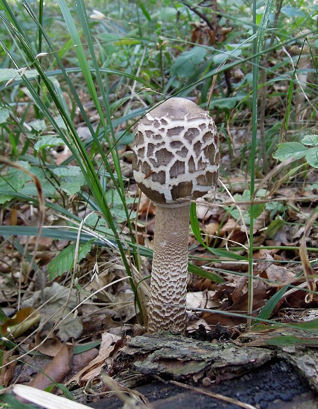 bedľa vysoká Macrolepiota procera (Scop.) Singer