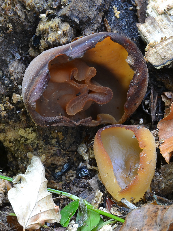 čiaška Peziza sp.