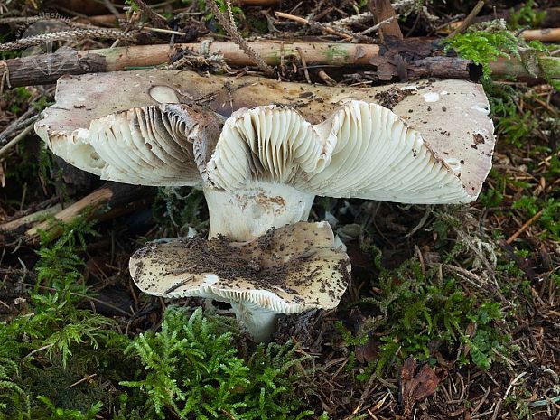 plávka lepkavá Russula viscida Kudrna