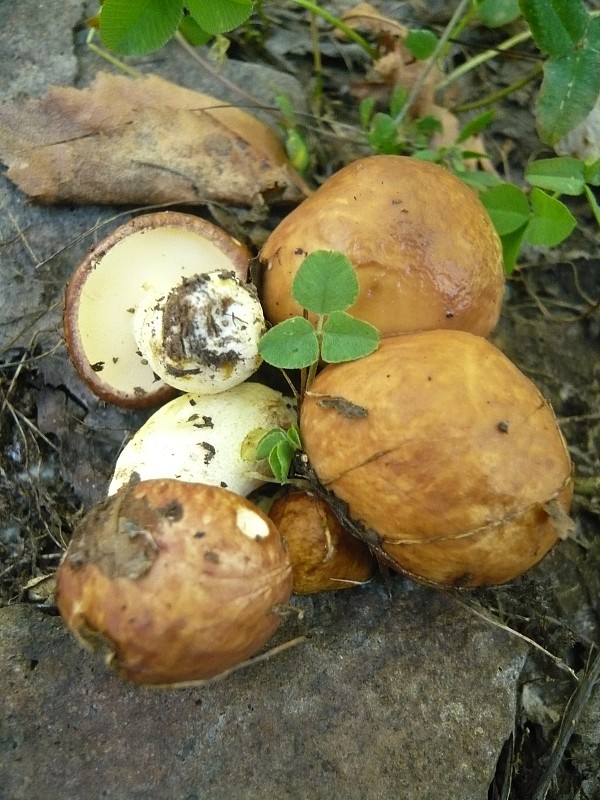 masliak zrnitý Suillus granulatus (L.) Roussel