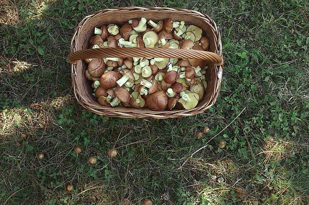 masliak zrnitý Suillus granulatus (L.) Roussel