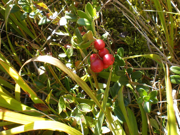 brusnica pravá Vaccinium vitis-idaea L.