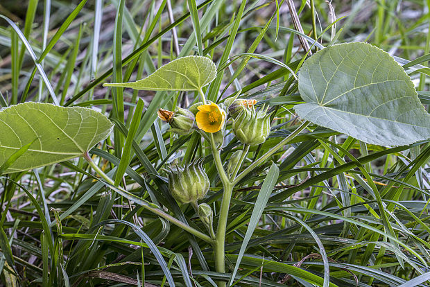 podslnečník theofrastov Abutilon theophrasti Medik.