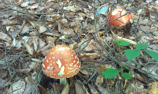 muchotrávka červená Amanita muscaria (L.) Lam.