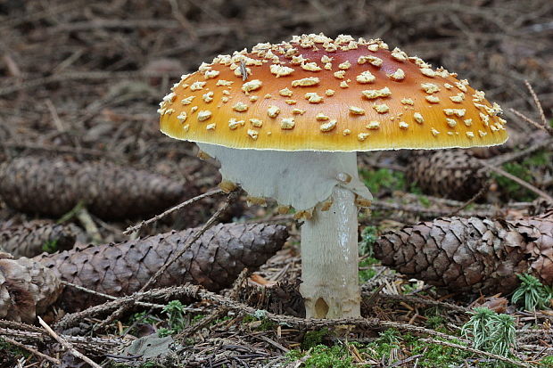 muchotrávka kráľovská Amanita regalis (Fr.) Michael