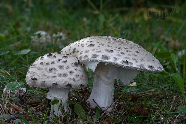 muchotrávka šiškovitá Amanita strobiliformis Gonn. & Rabenh.