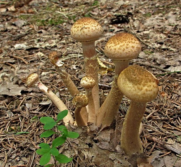 podpňovka žltá- václavka hlíznatá Armillaria gallica Marxm. & Romagn.