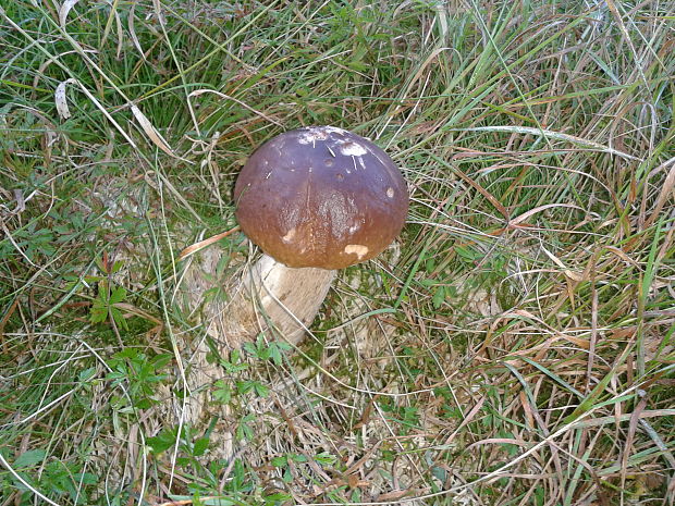 hríb smrekový Boletus edulis Bull.