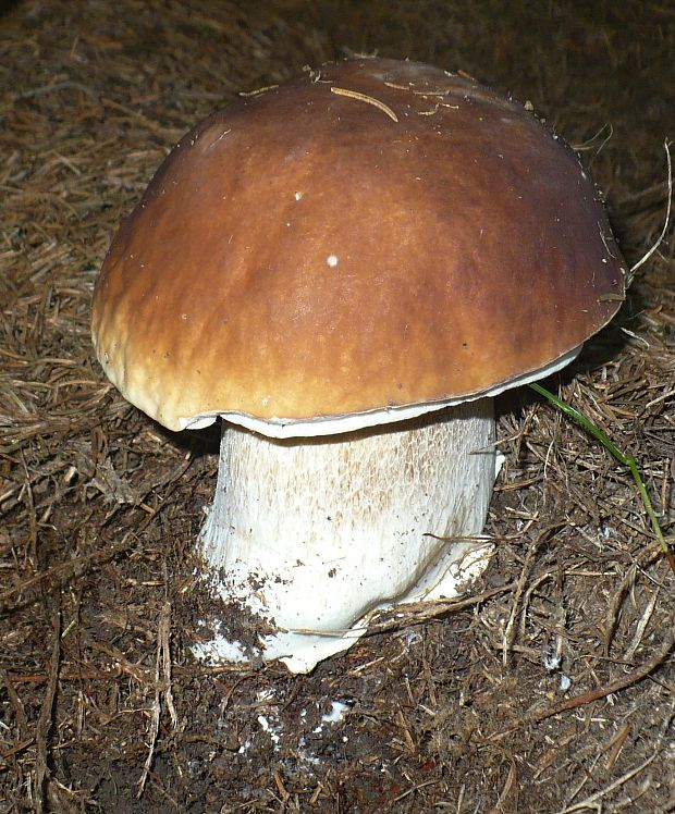 hríb smrekový Boletus edulis Bull.