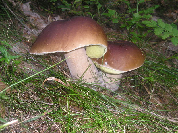 hríb smrekový Boletus edulis Bull.