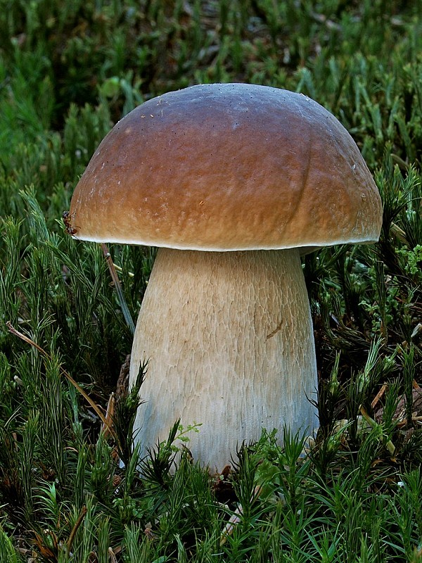 hríb smrekový Boletus edulis Bull.