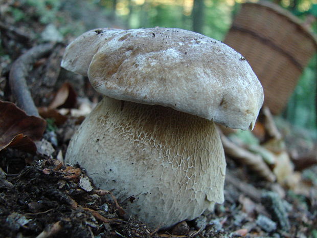 hríb smrekový Boletus edulis Bull.