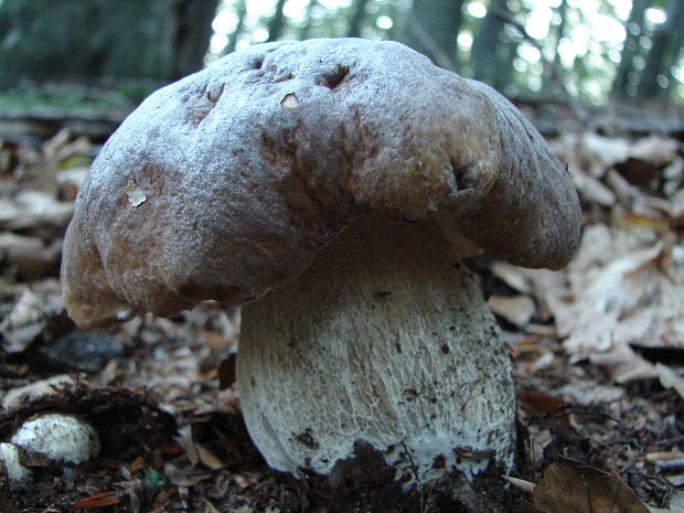 hríb smrekový Boletus edulis Bull.