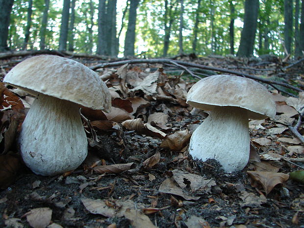 hríb smrekový Boletus edulis Bull.