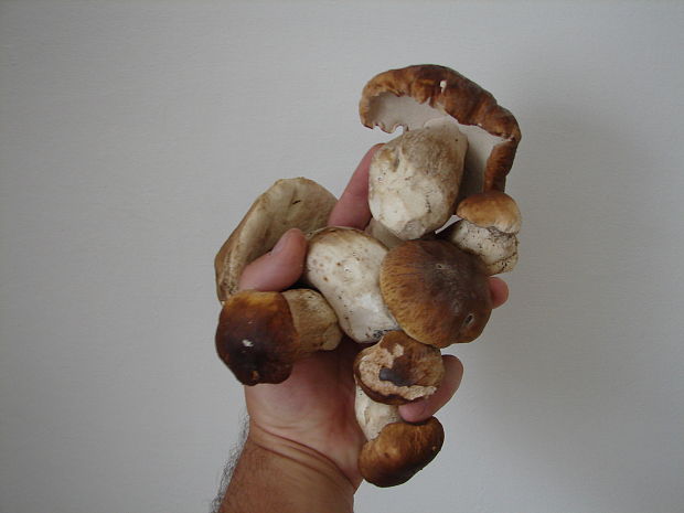 hríb smrekový Boletus edulis Bull.