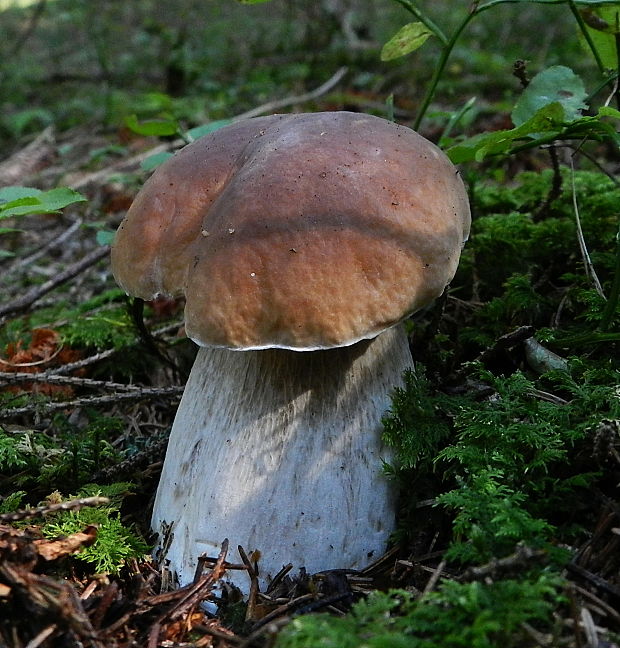 hríb smrekový Boletus edulis Bull.