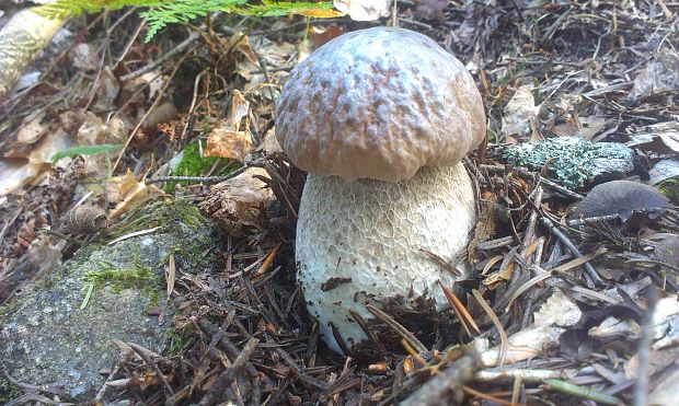 hríb smrekový Boletus edulis Bull.