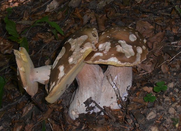 Boletus ssp.