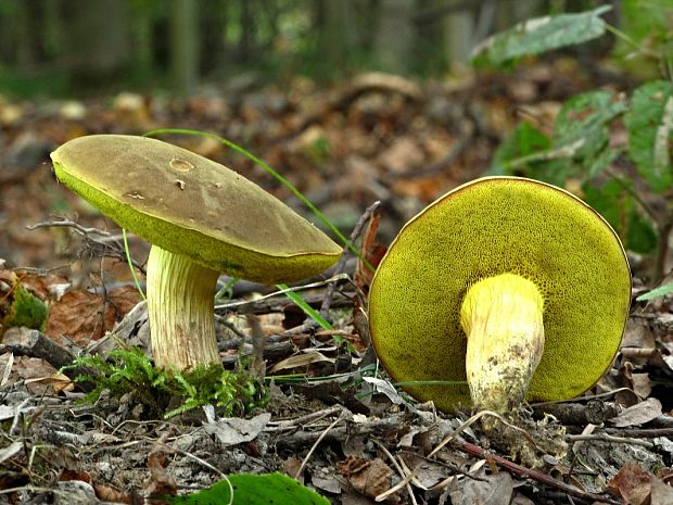 suchohríb plstnatý-suchohřib plstnatý Boletus subtomentosus L.