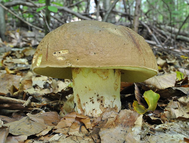 hríb príveskatý Butyriboletus appendiculatus (Schaeff. ex Fr.) Secr.