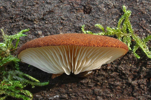 pahliva šafranová Crepidotus crocophyllus (Berk.) Sacc.