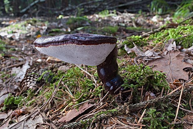 lesklokôrovka ihličnanová Ganoderma carnosum Pat.