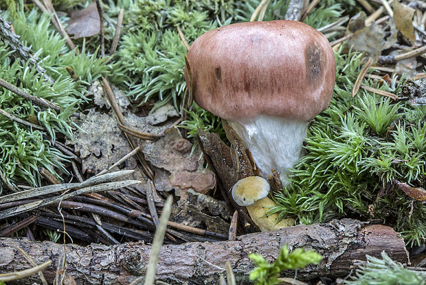 sliziak ružový Gomphidius roseus (Fr.) Oudem.