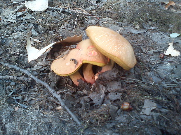 suchohríb Engelov Hortiboletus engelii (Hlaváček) Biketova & Wasser