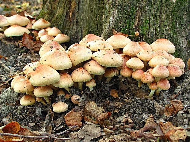 strapcovka tehlovočervená-třepenitka cihlová Hypholoma lateritium (Schaeff.) P. Kumm.