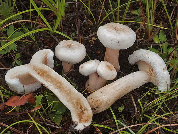 rýdzik škótsky Lactarius scoticus Berk. & Broome