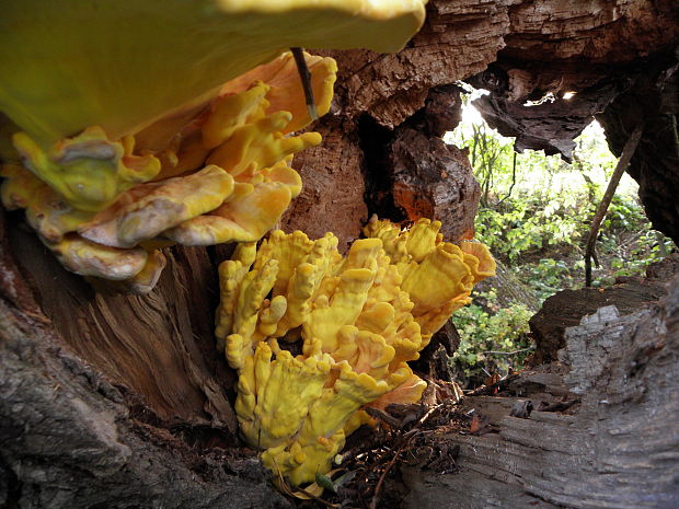 sírovec obyčajný Laetiporus sulphureus (Bull.) Murrill