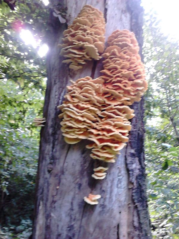 sírovec obyčajný Laetiporus sulphureus (Bull.) Murrill