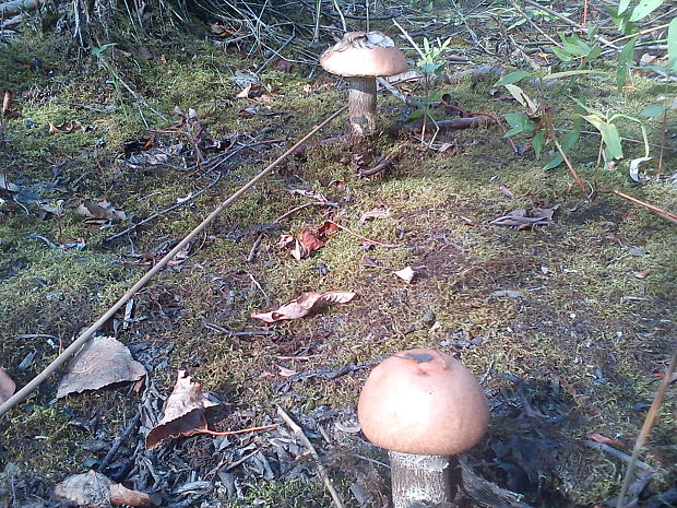 kozák Leccinum sp.