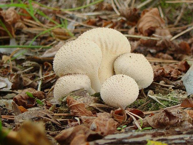 prášnica bradavičnatá Lycoperdon perlatum Pers.