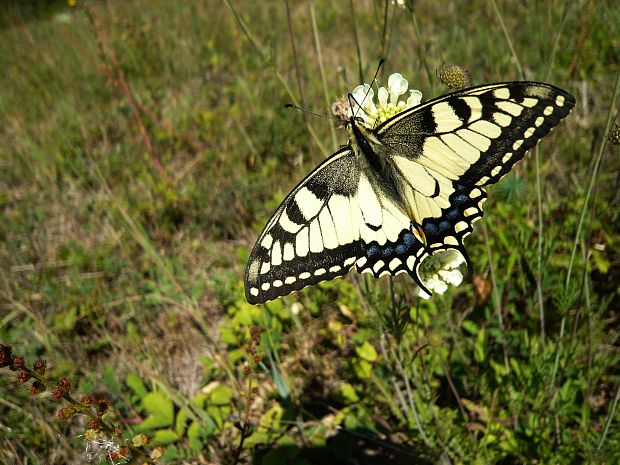 vidlochvost feniklový Papilio machaon