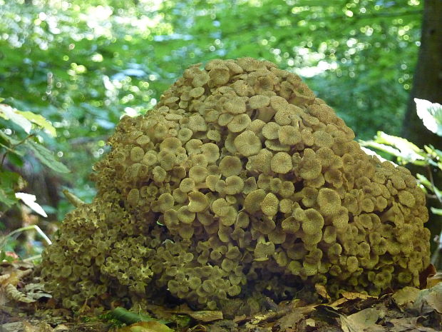 trúdnik klobúčkatý Polyporus umbellatus (Pers.) Fr.