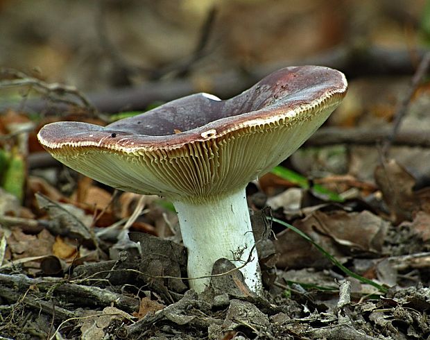 plávka modrastá Russula cyanoxantha (Schaeff.) Fr.