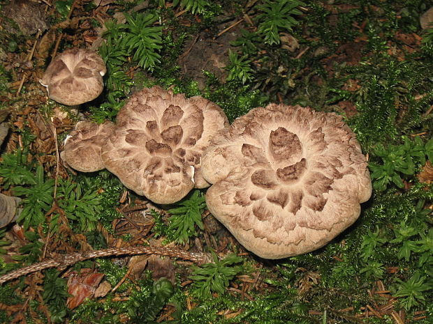 jelenkovec škridlicovitý Sarcodon imbricatus (L.) P. Karst.